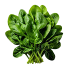 Spinach